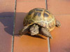 Vartotojo avataras